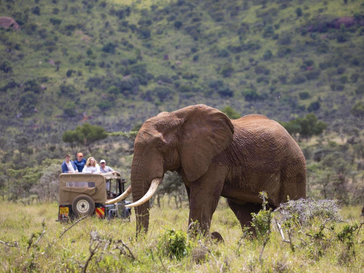 An elephant spotted on the grounds of Enasoit private house on the Laikipia Plateau in kenya