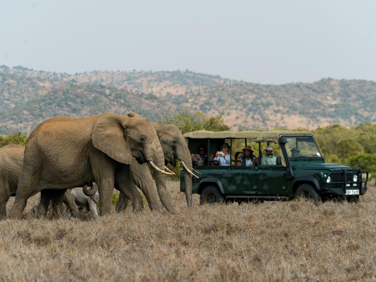Elephants spotted on a game drive on the grounds of Laragai House on the Borana Conservancy in Kenya