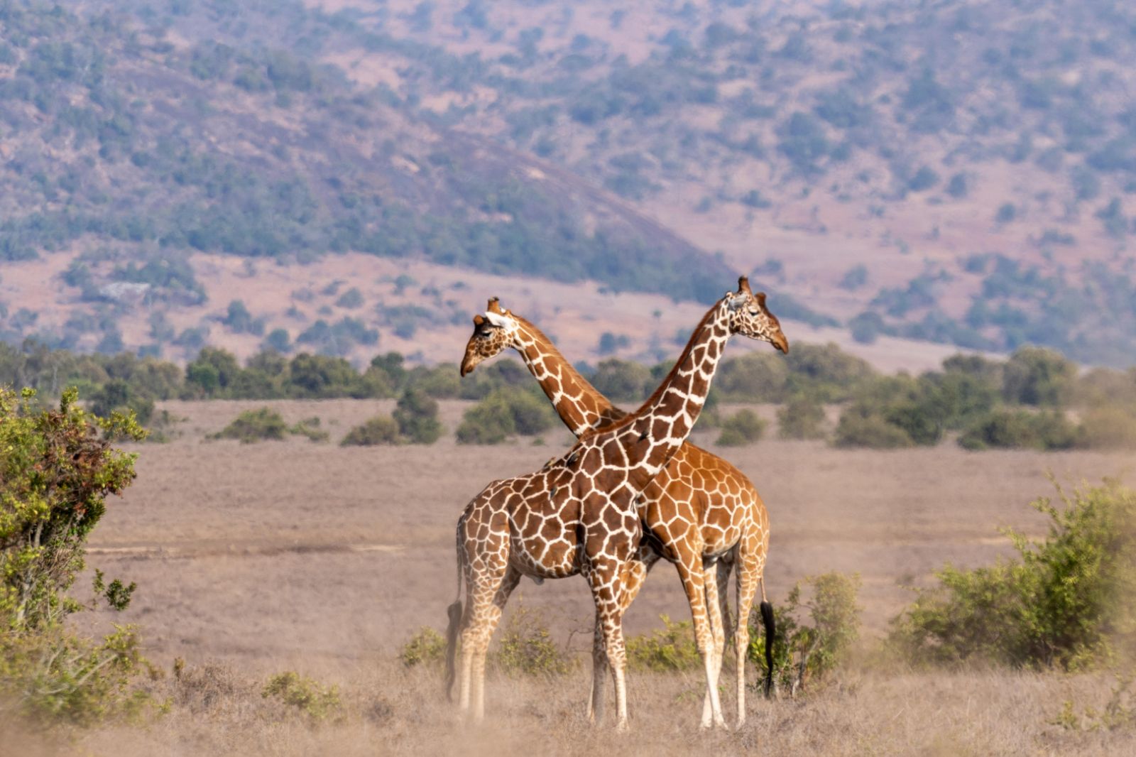 Giraffes spotted on the Borana Conservancy from Laragai House in Kenya