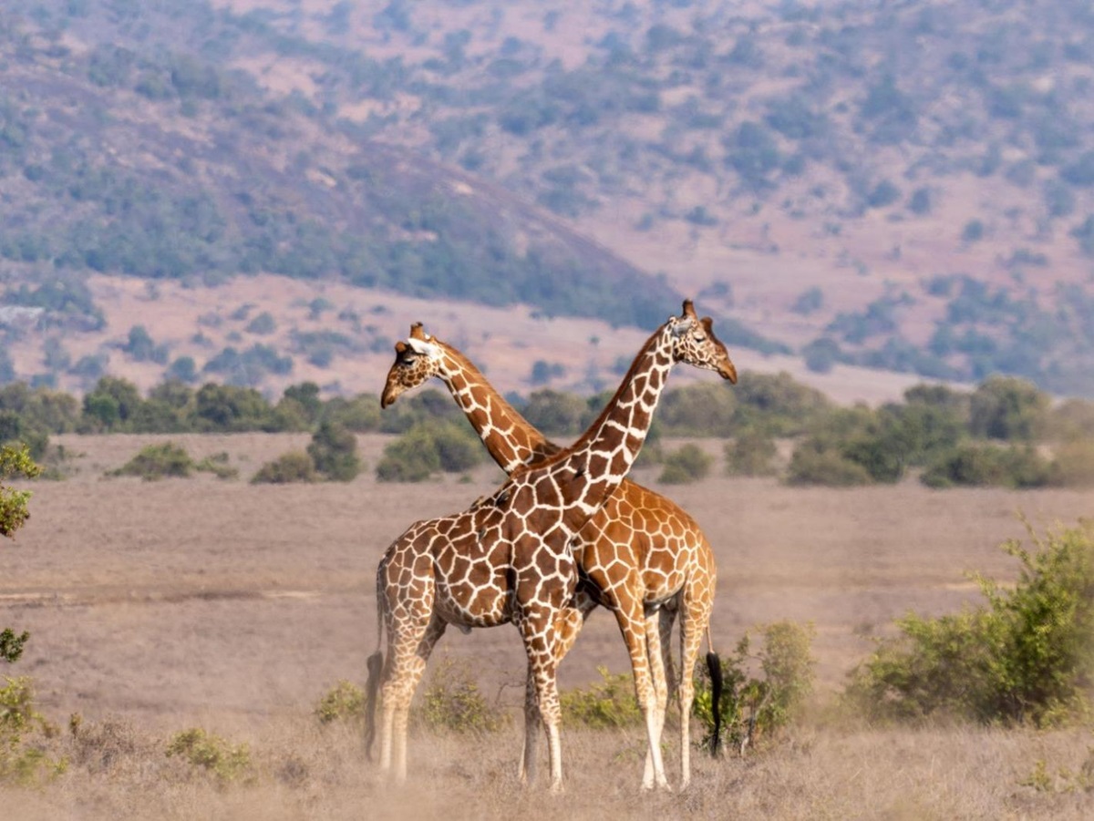 Giraffes spotted on the Borana Conservancy from Laragai House in Kenya