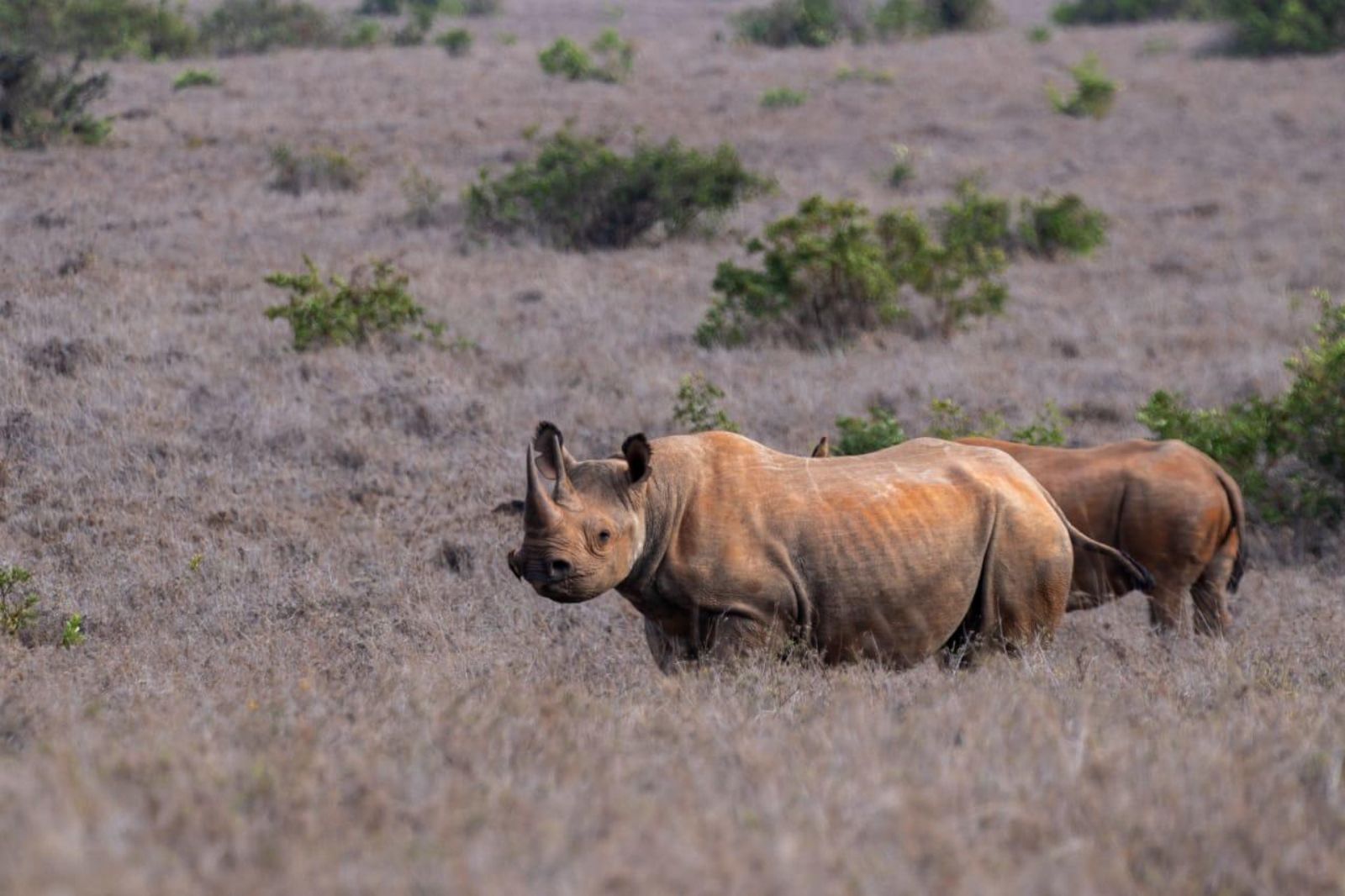 Rhinos spotted on the Borana Conservancy from Laragai House in Kenya