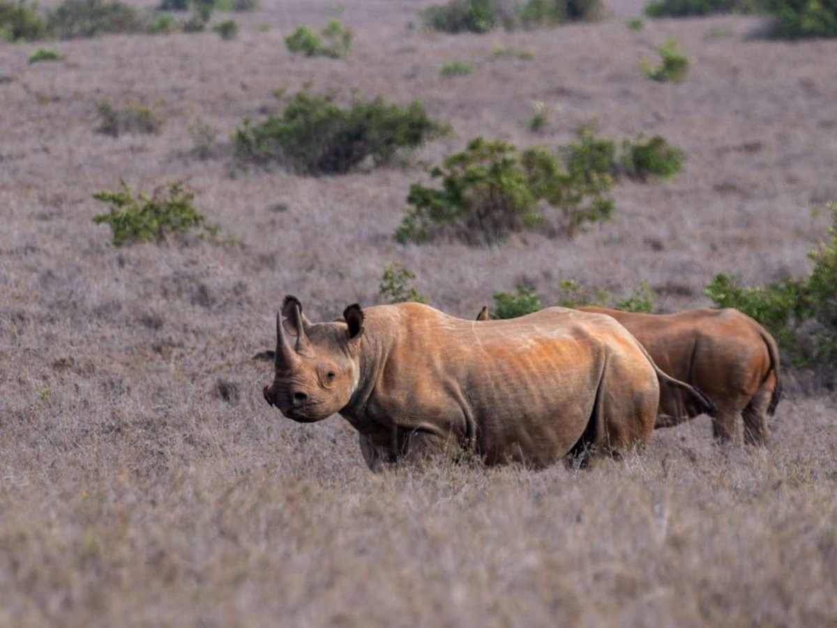 Rhinos spotted on the Borana Conservancy from Laragai House in Kenya