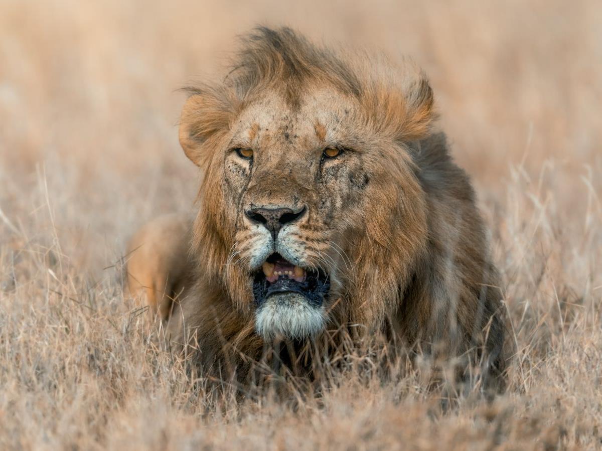 A lion spotted on the grounds of Lengishu private house in Laikipia in Kenya