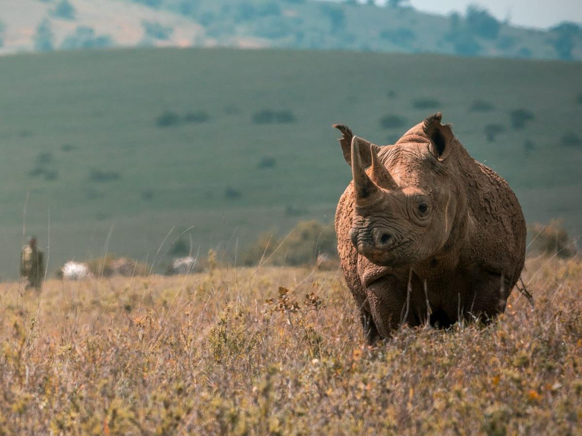 A rhino spotted on the grounds of Lengishu private house in Laikipia in Kenya