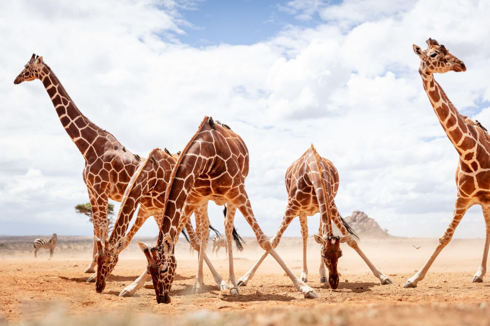 Giraffes drinking on the grounds of Ol Jogi private house on the Ol Jogi Conservancy in Kenya