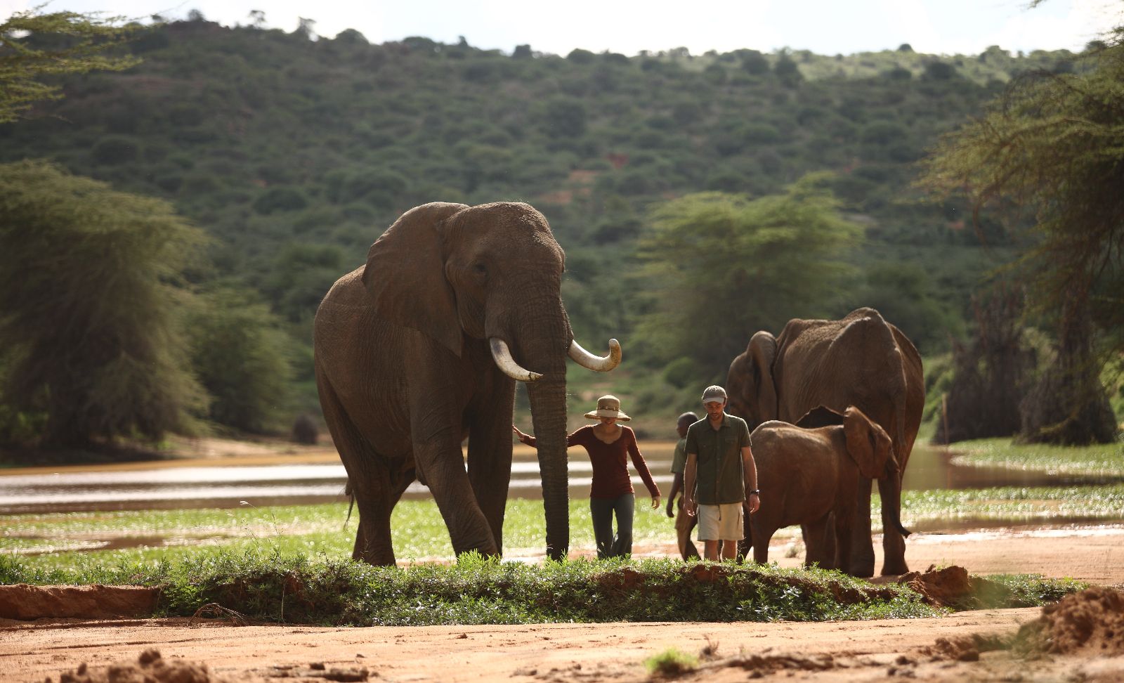Guests of Ol Jogi private house walking with elephants on the Ol Jogi Conservancy in Kenya