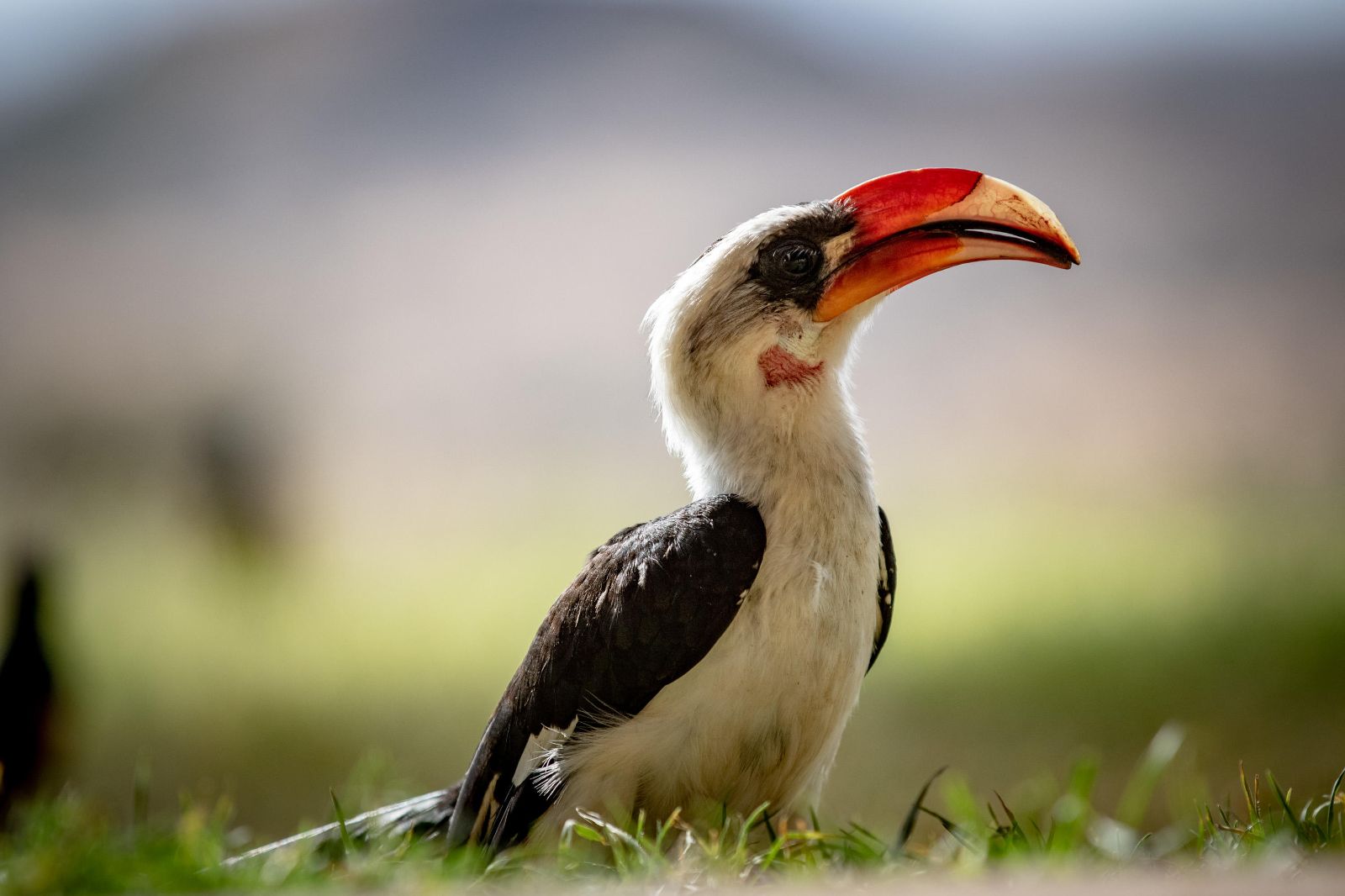 A hornbill bird spotted on the grounds of Ol Jogi private house in the Ol Jogi Conservancy in Kenya