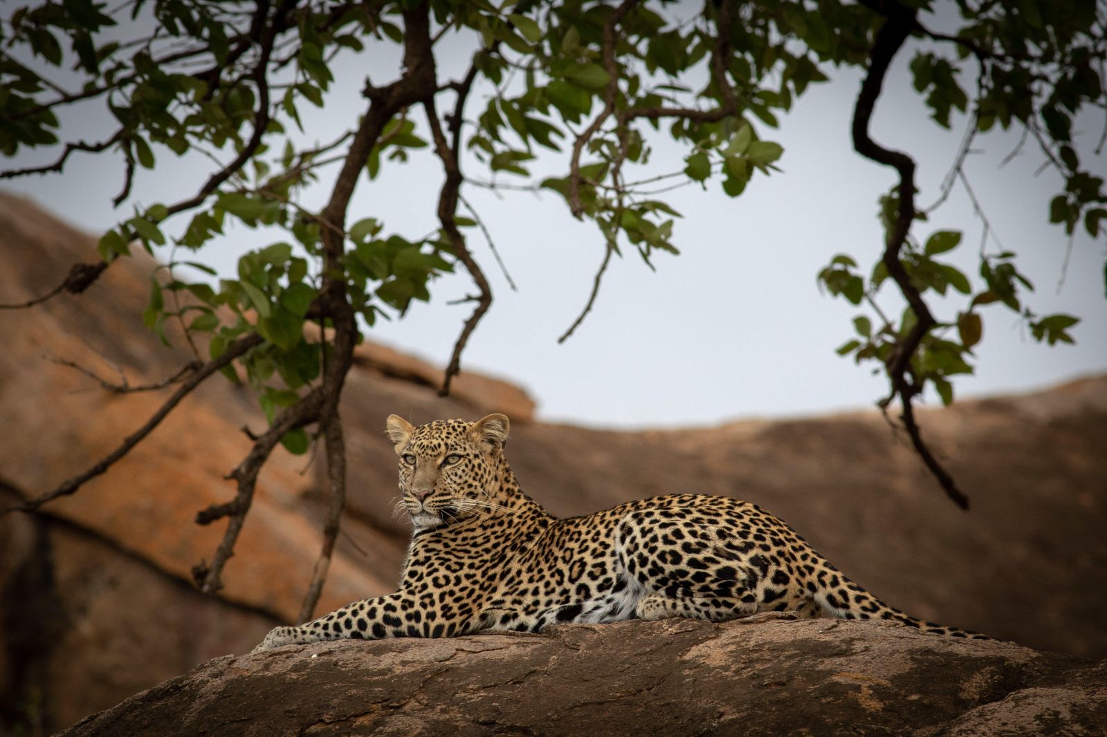 A leopard on the grounds of Ol Jogi private house in the Ol Jogi Conservancy in Kienya