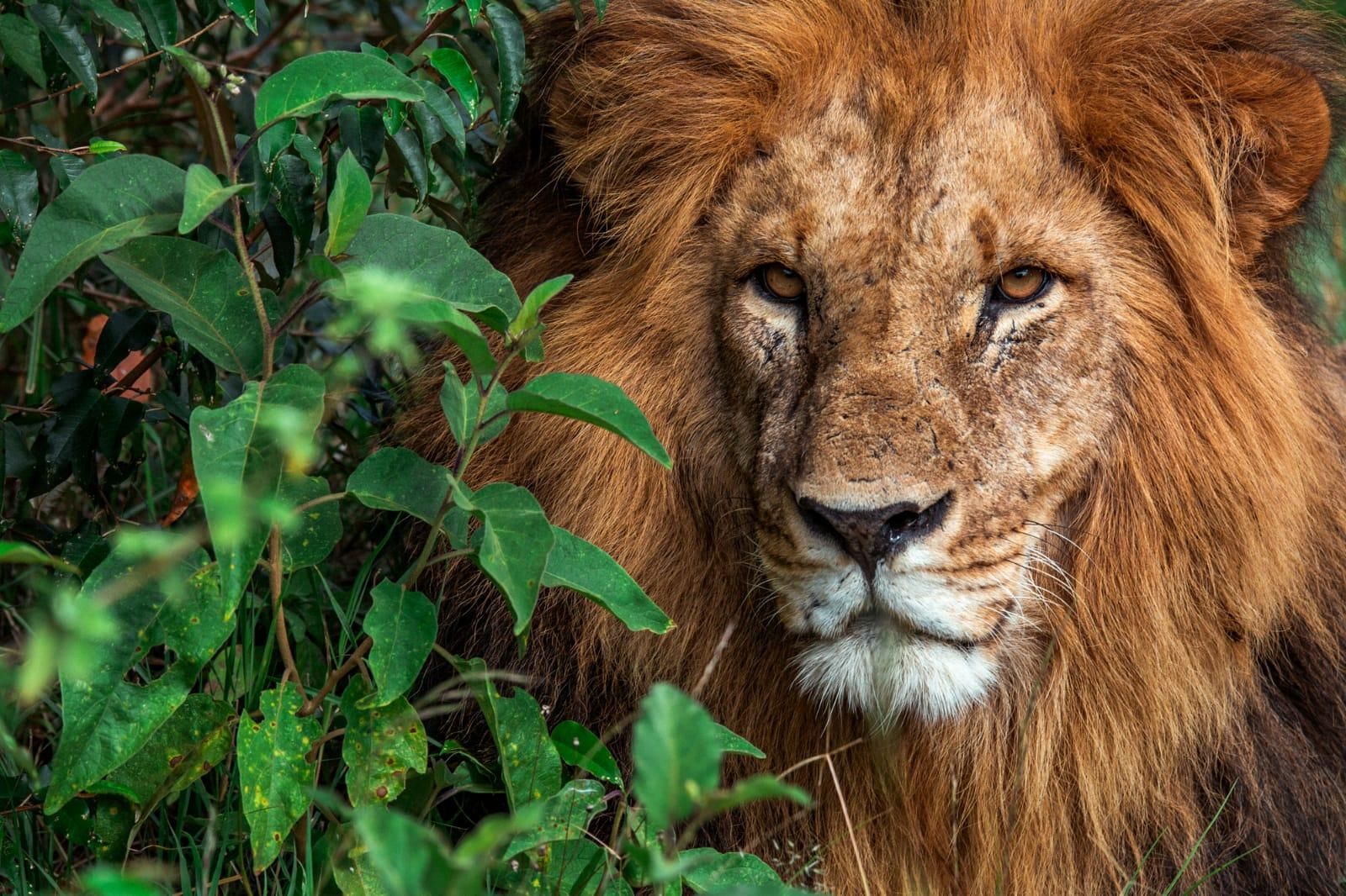 Closeup view of a lion on the grounds of Ol Jogi private house in the Ol Jogi Conservancy in Kenya