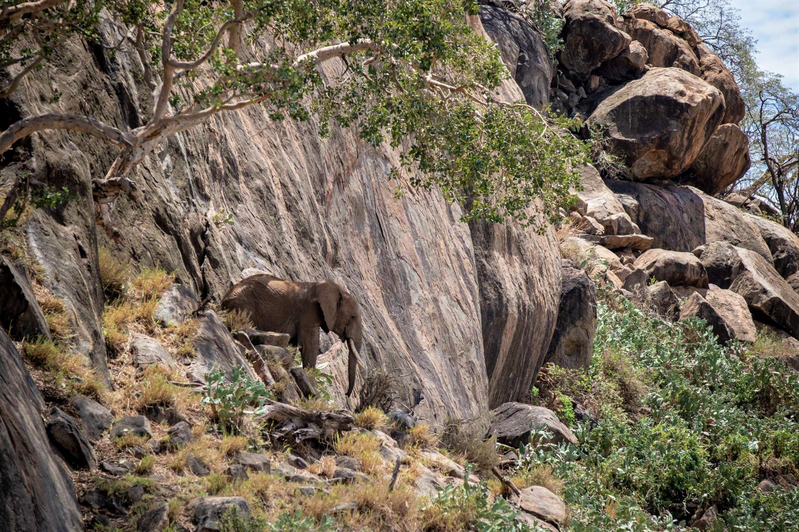 Elephant spotted on the grounds of Ol Jogi private house in the Ol Jogi Conservancy in Kenya