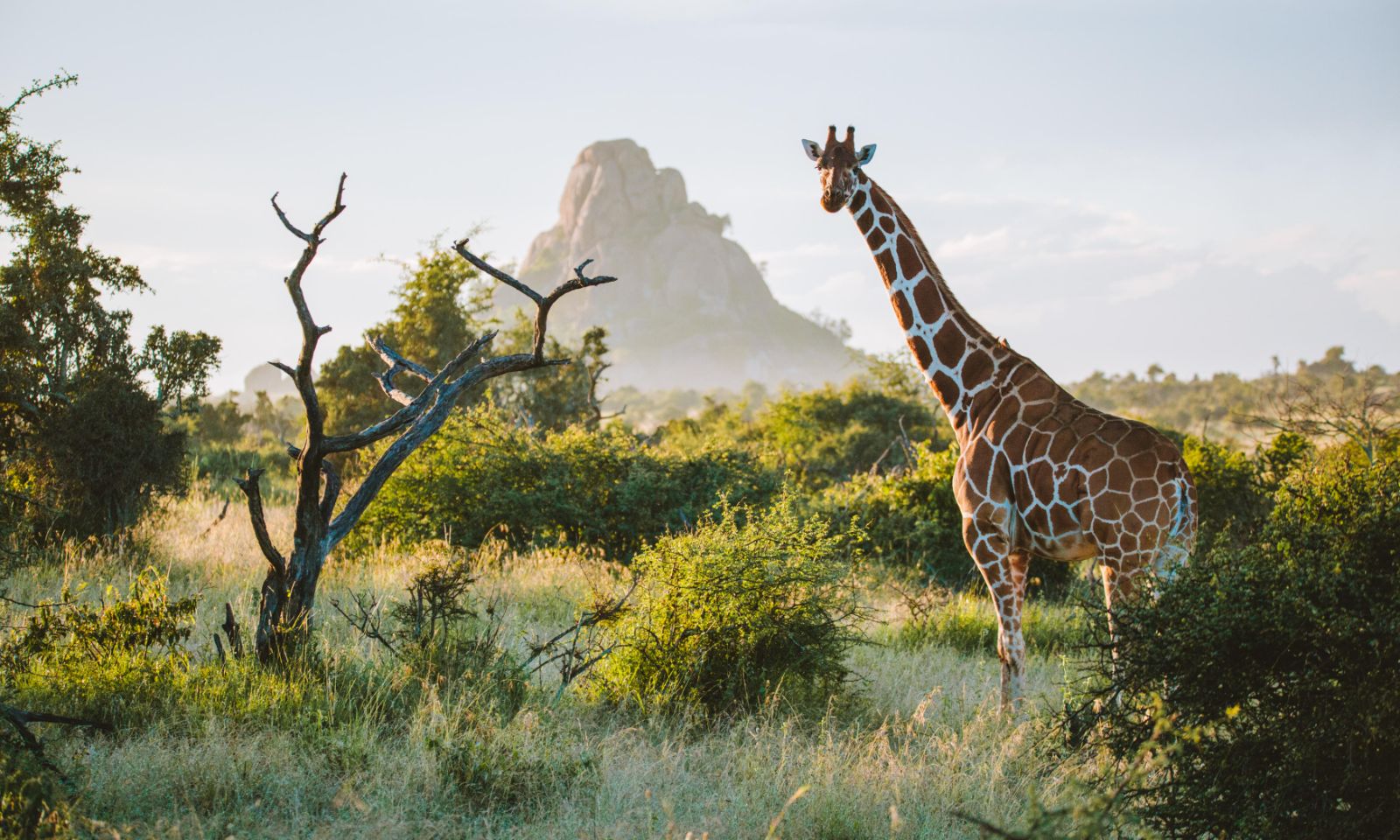 A giraffe spotted on the grounds of Ol Jogi private house on the Ol Jogi Conservancy in Kenya