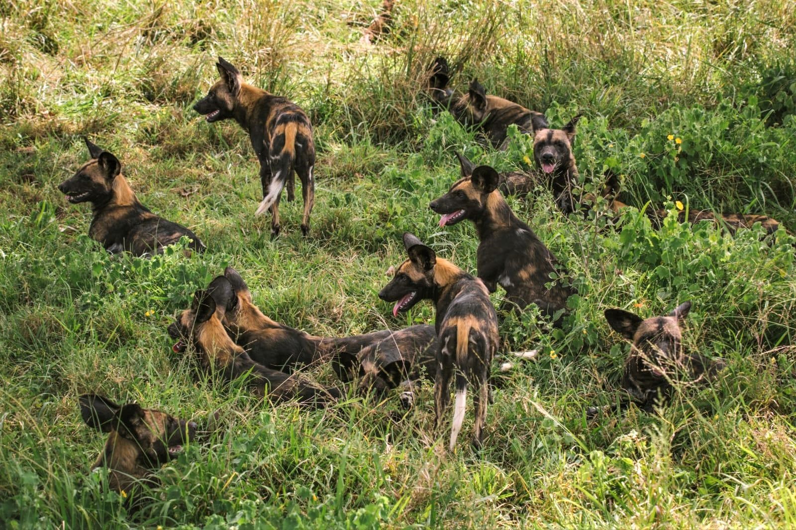 Wild dogs spotted on the grounds of Ol Jogi private house in the Ol Jogi Conservancy in Kenya