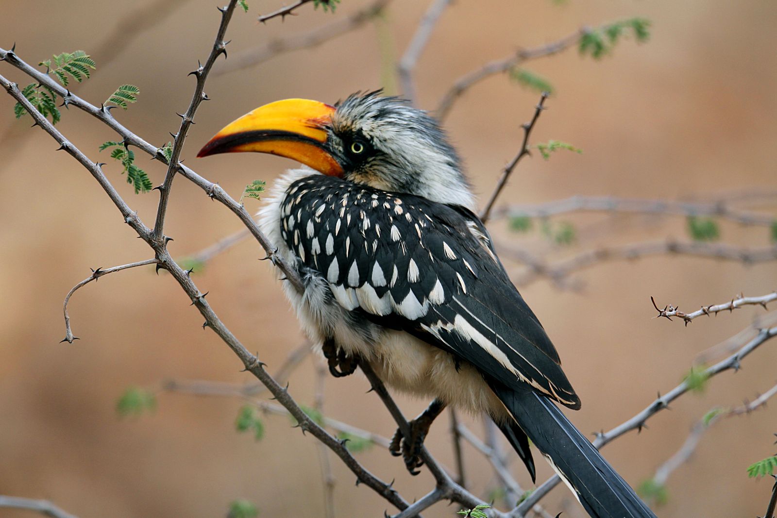 Baby eage with bright yellow beak in Kenya's Laikipia region
