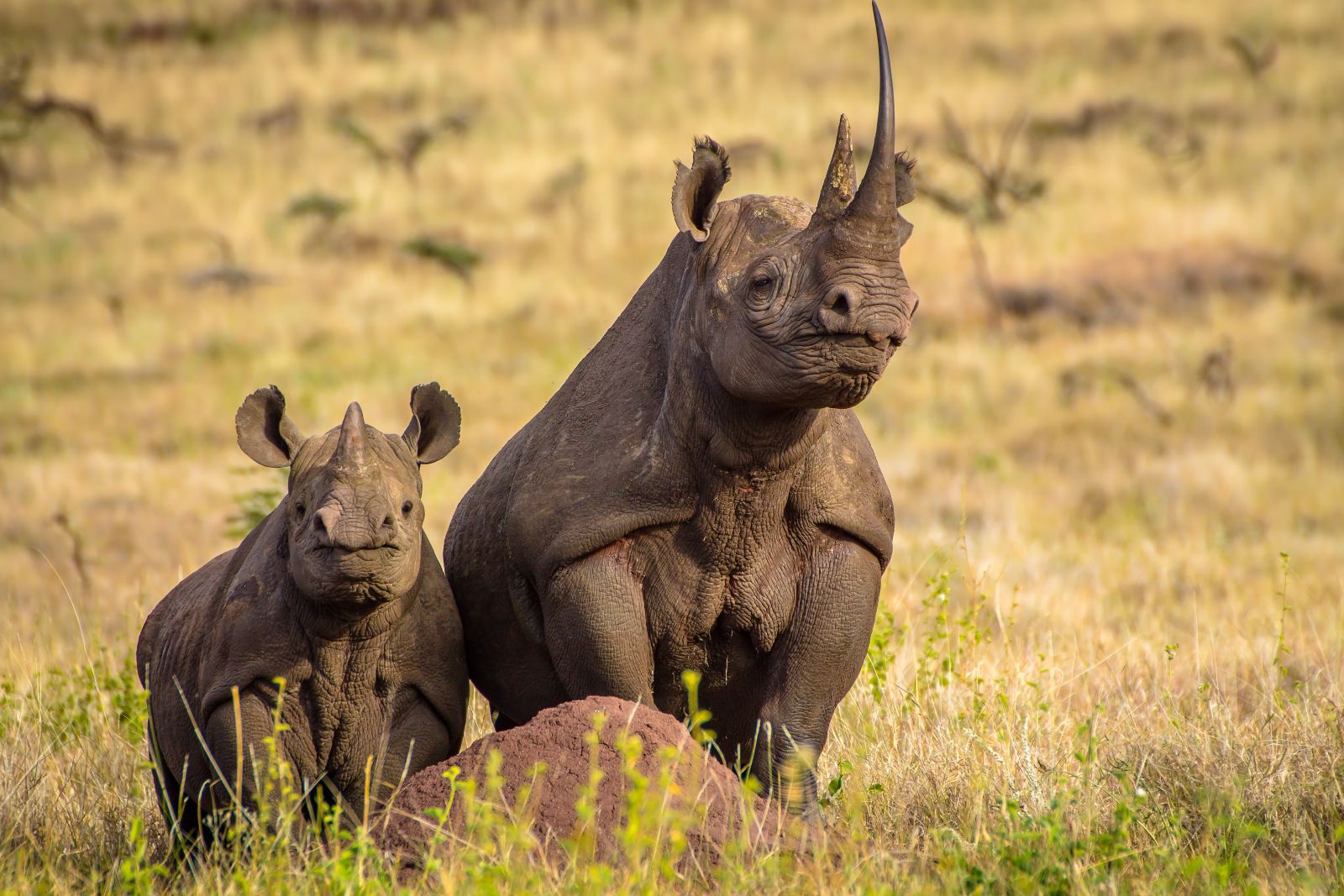 Mother and baby rhino in the Lewa conservancy in Kenya