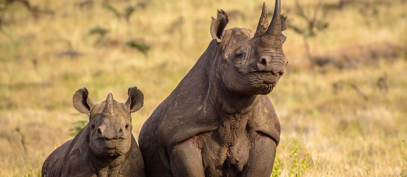 Mother and baby rhino in the Lewa conservancy in Kenya