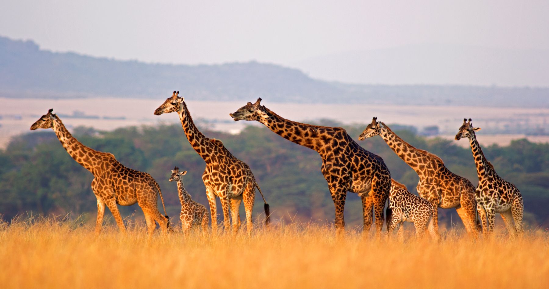 A family of giraffe spotted in the Masai Mara