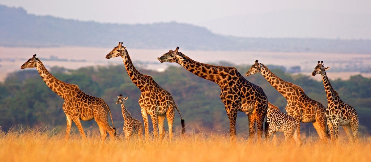 A family of giraffe spotted in the Masai Mara