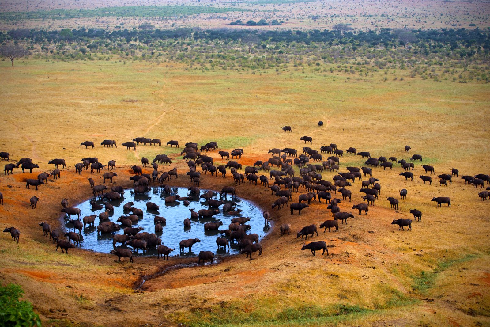 Aerial view of buffalo herd gathering at watering hole in Masai Mara Kenya