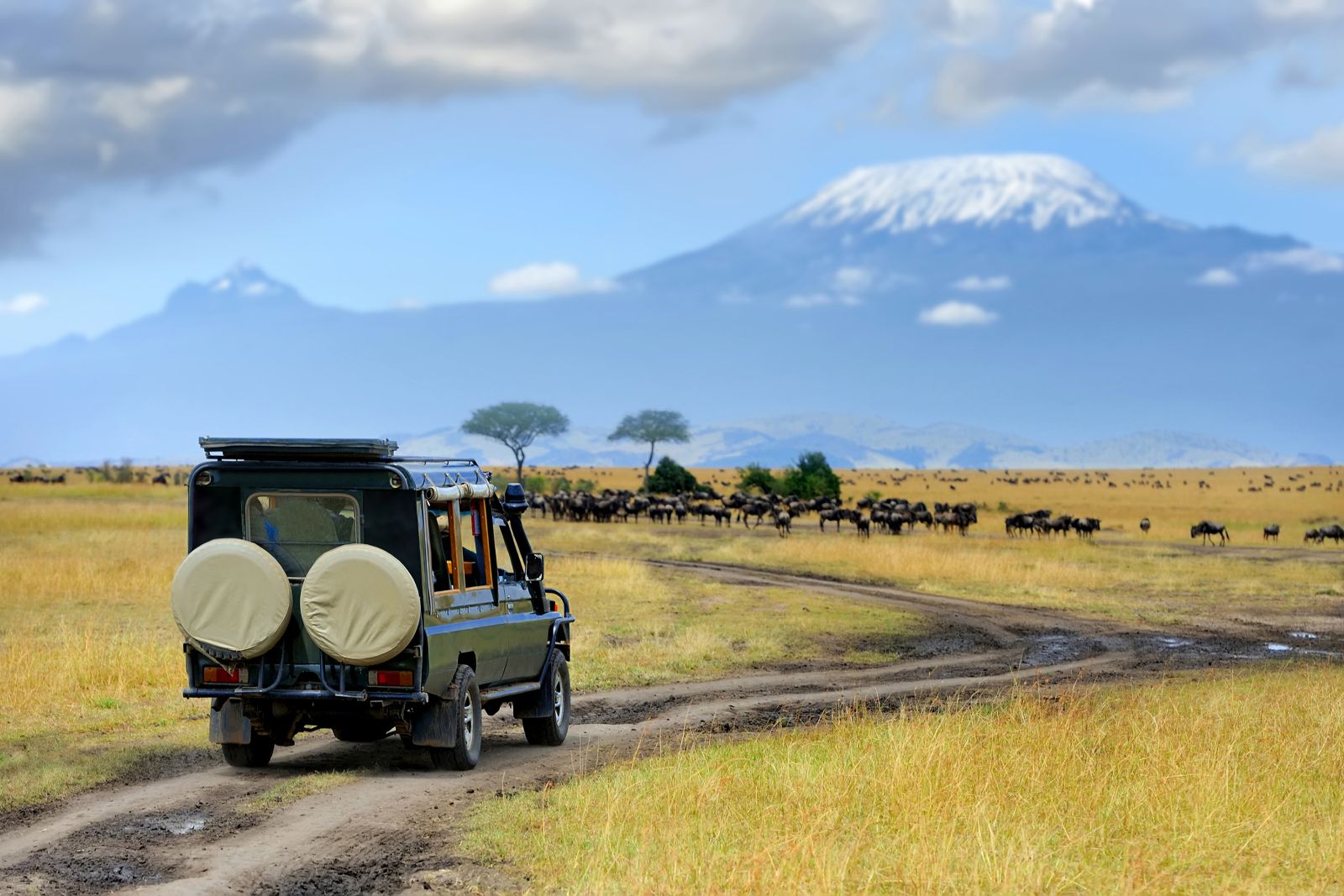 Game drive safari vehicle in Masai Mara Kenya approaching a herd of wildebeest