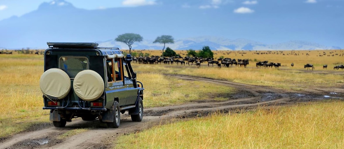 Game drive safari vehicle in the Masai Mara approaching a herd of wildebeest