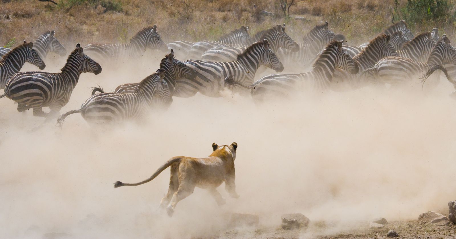 A female lion chasing a large herd of zebra in the Masai Mara in Kenya