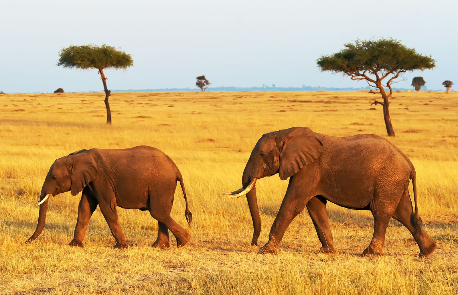 Two elephants crossing the bright yellow grasslands of the Masai Mara in Kenya