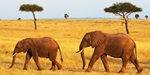 Two elephants crossing the bright yellow grasslands of the Masai Mara in Kenya