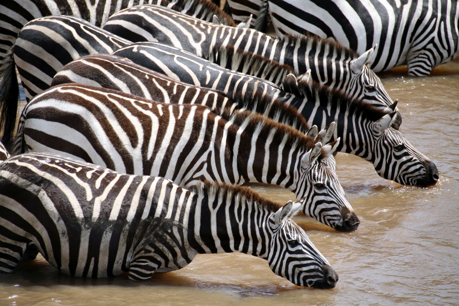 Line of zebras drinking from a river in the Masai Mara, Kenya