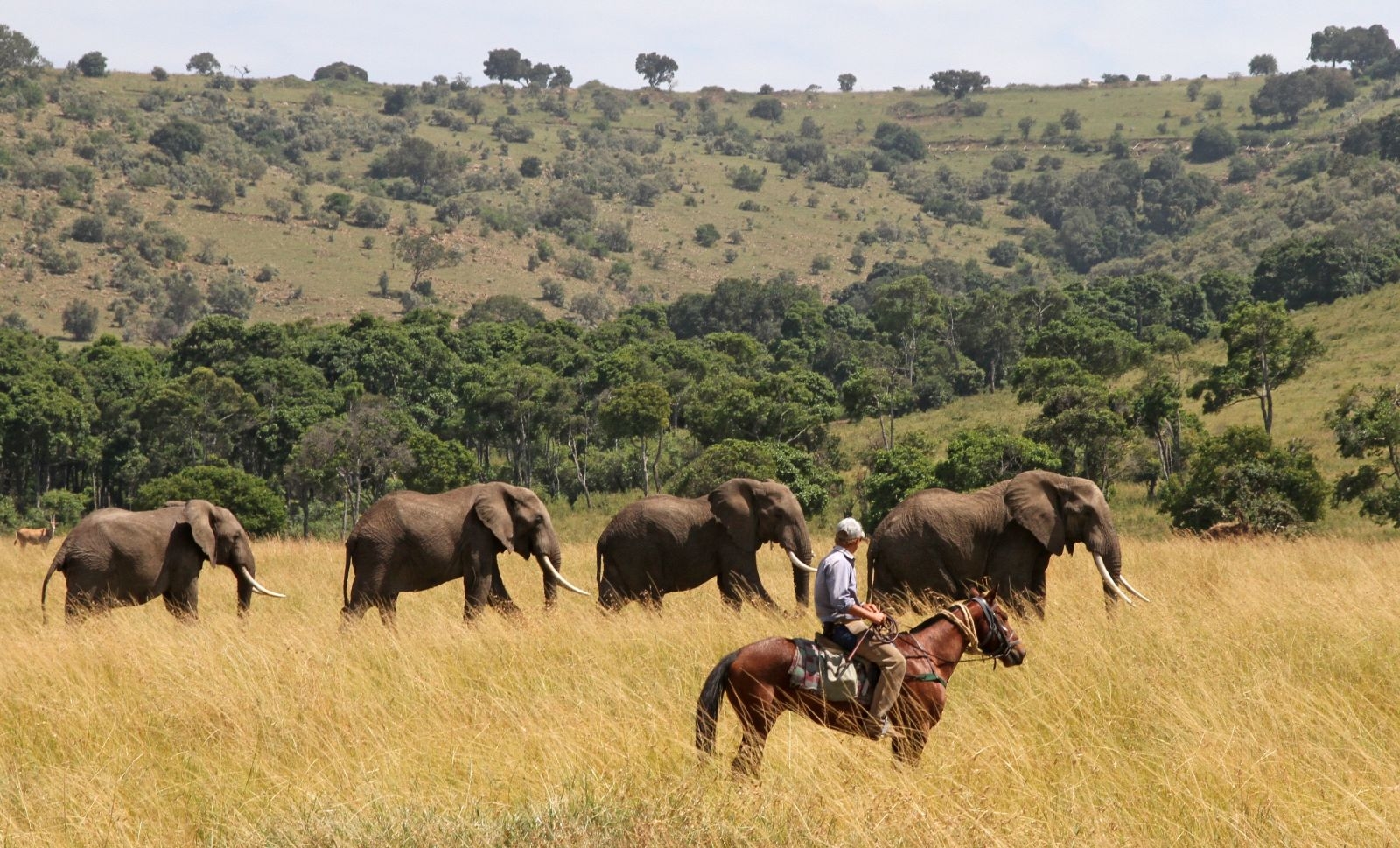 Man riding horse with elephants in Masai Mara in Kenya