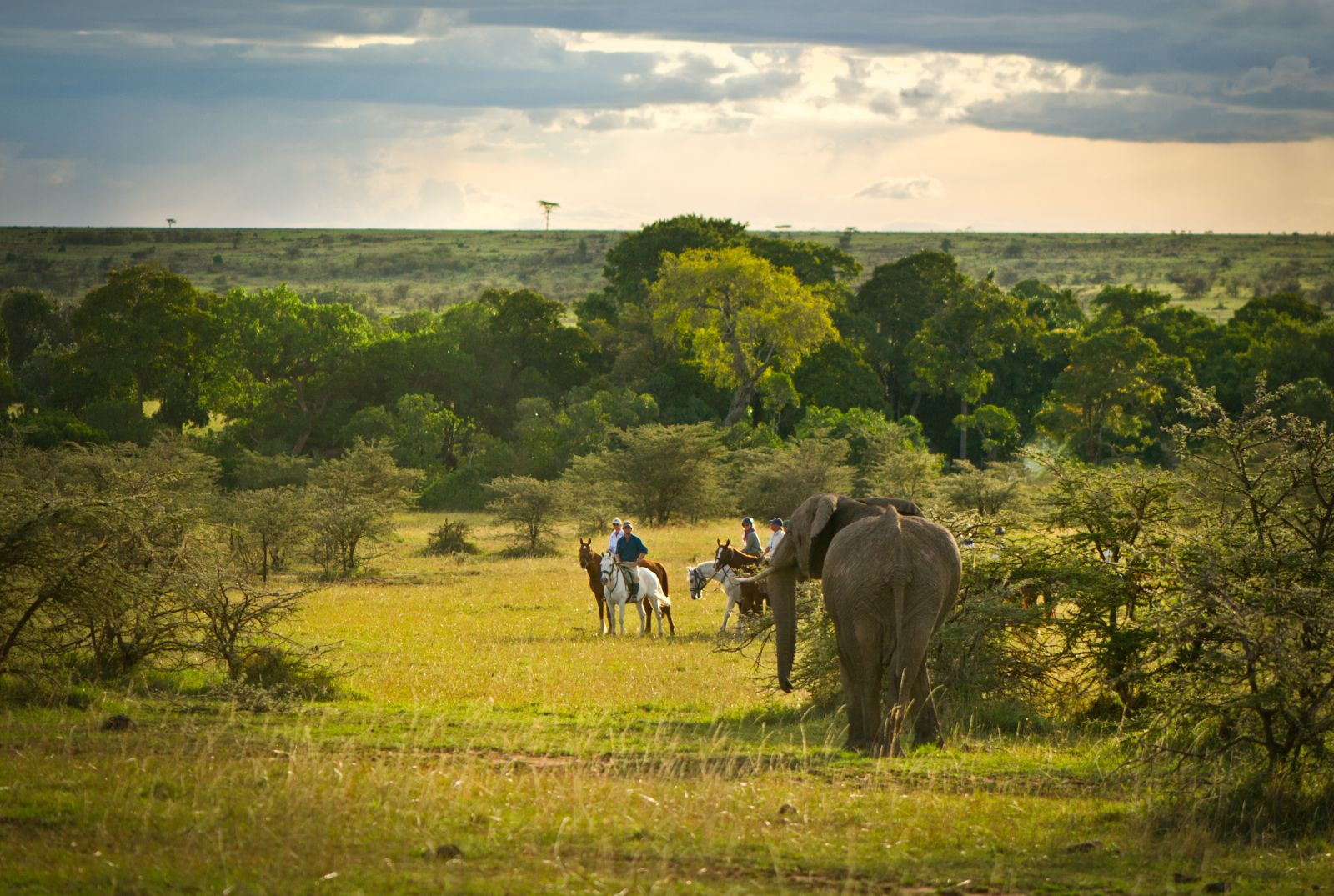 Riders and elephant in Masai Mara on Kenya riding safari