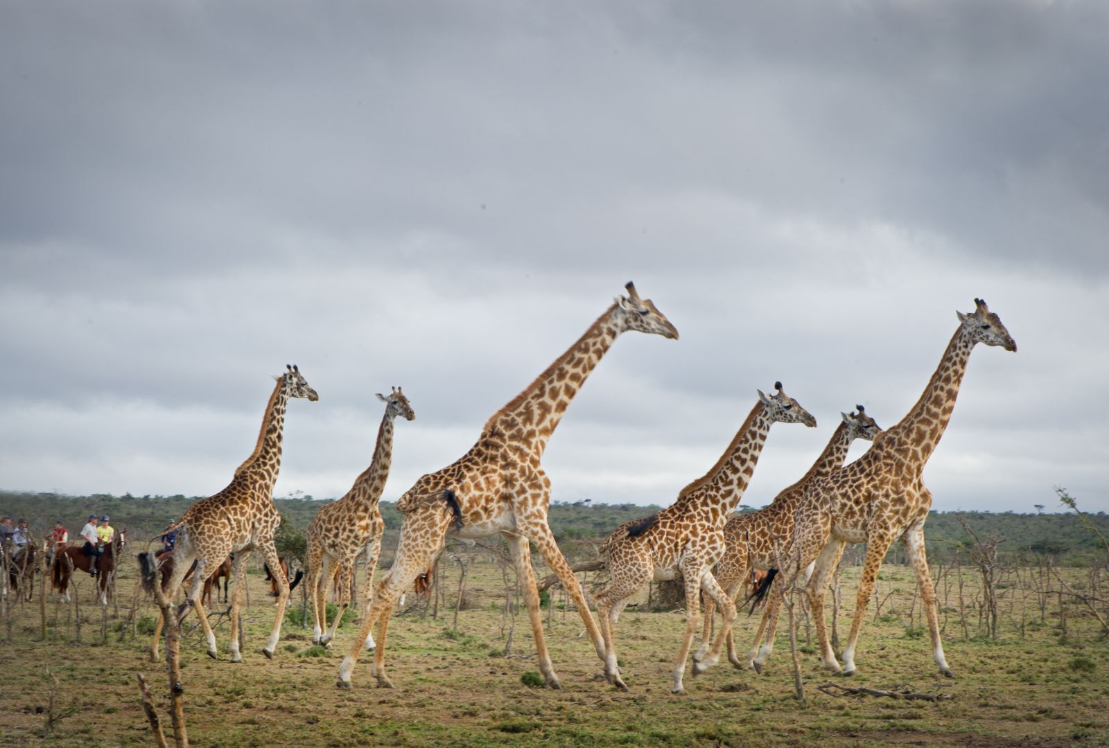 Riders and giraffe in the Masai Mara on a Kenya riding safari