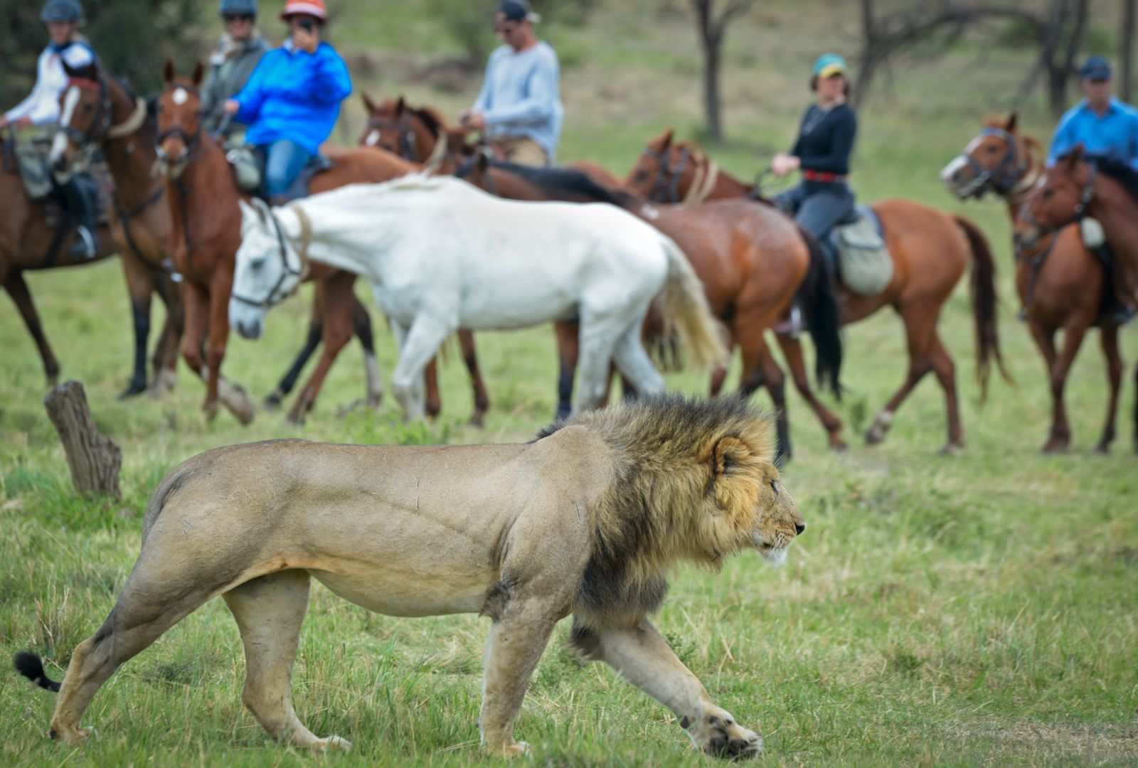 Horses and riders watching a male lion on a Kenya riding safari