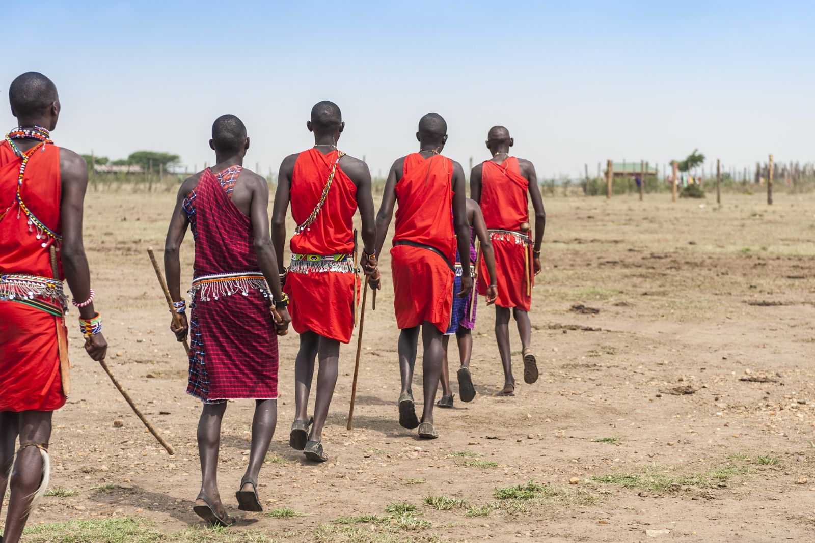 Masai warriors in traditional red dress walking through the plains in Kenya