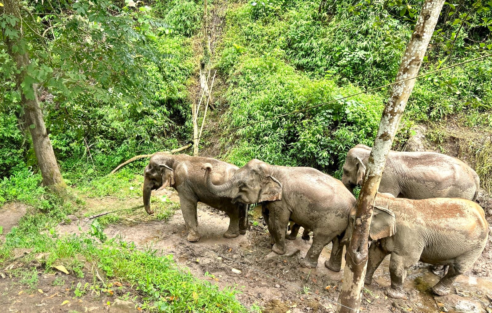 Elephants spotted from the Anouvong river cruise on the Upper Mekong in Laos