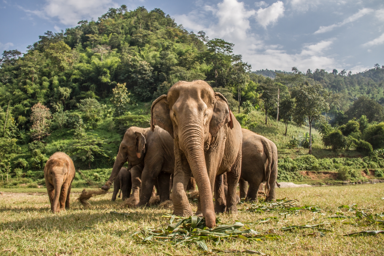 Asian Elephant Herd in front of a forrest