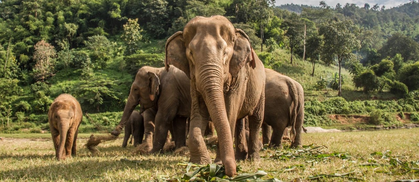 Asian Elephant Herd in front of a forrest