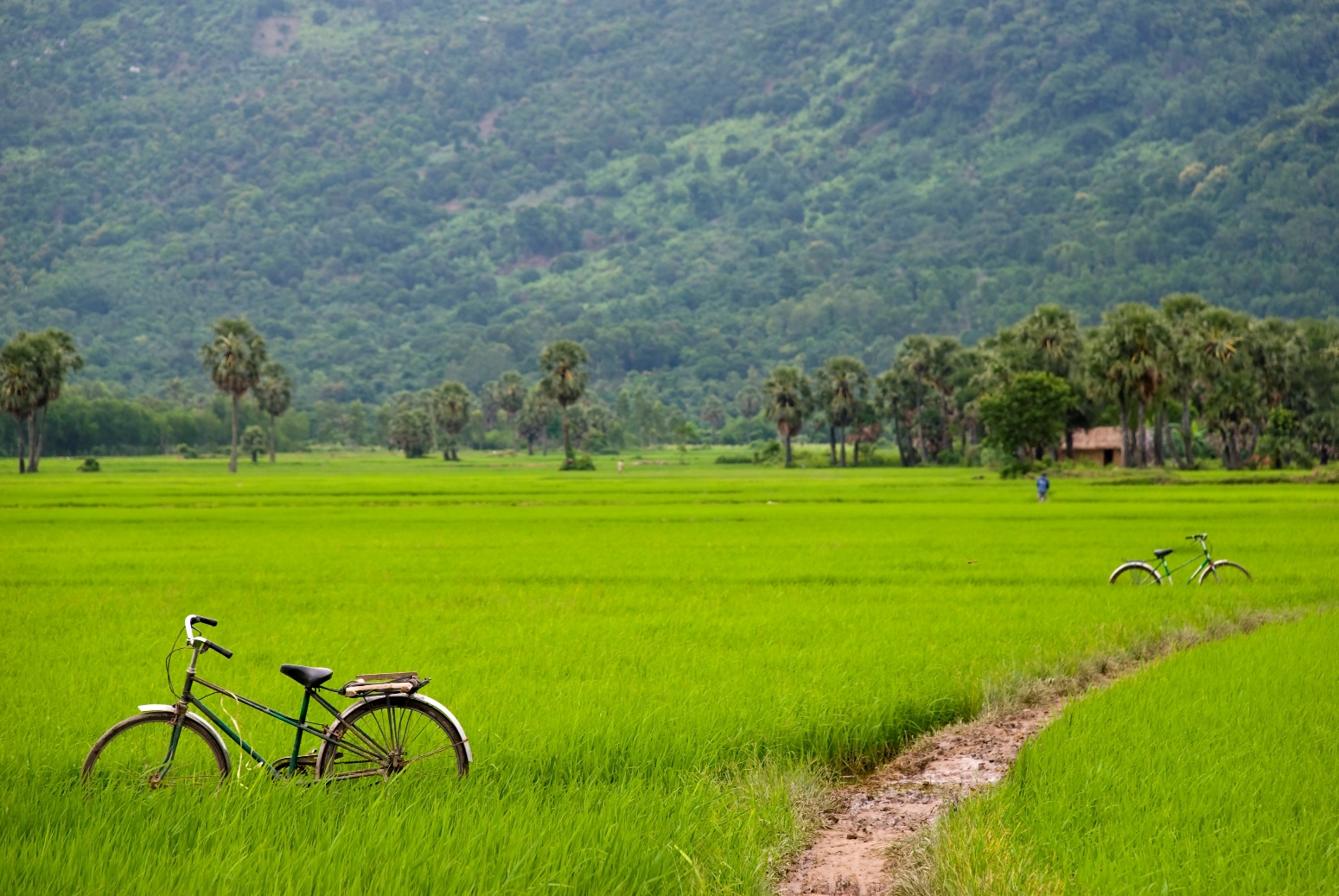 Bicycle in a paddyfield, Laos