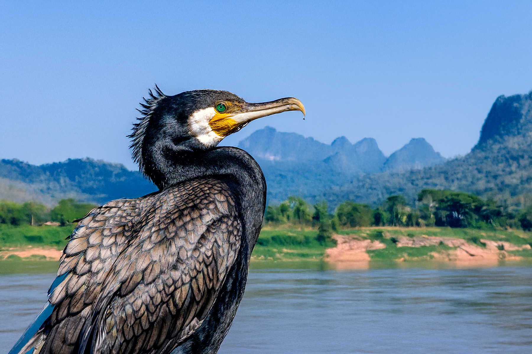A Cormorant spotted in northern Laos' Oudomxay Province