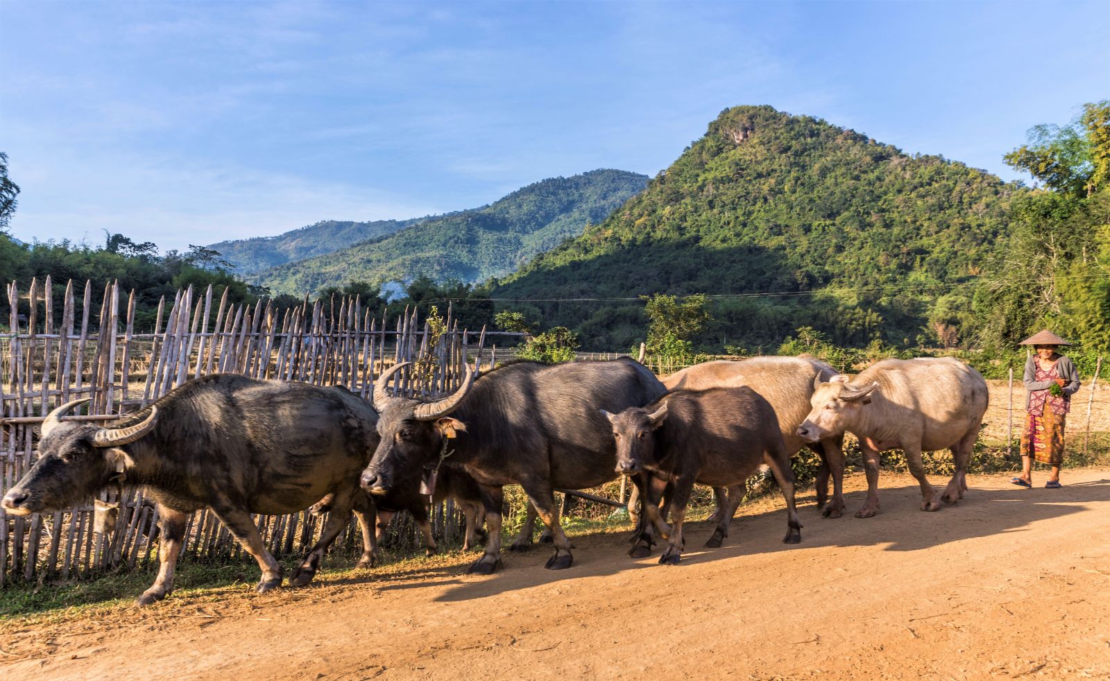 Buffalo herding in Laos