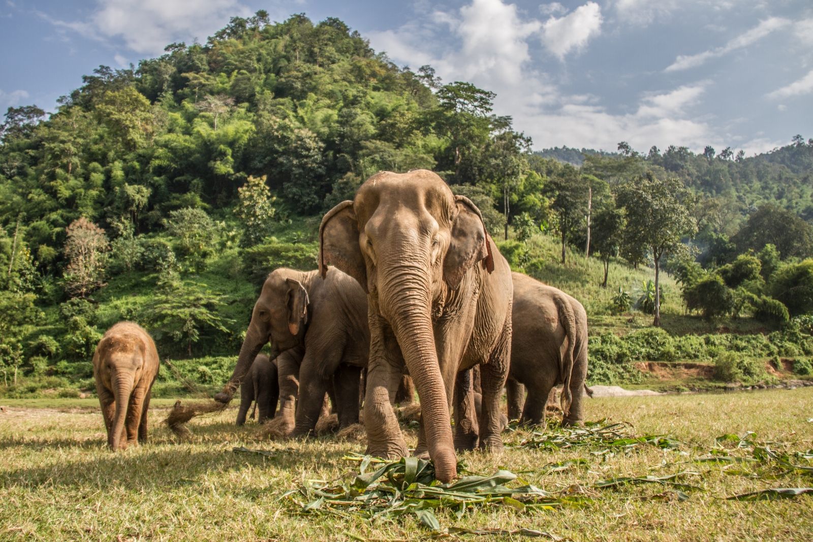 Asian elephant sanctuary in Laos