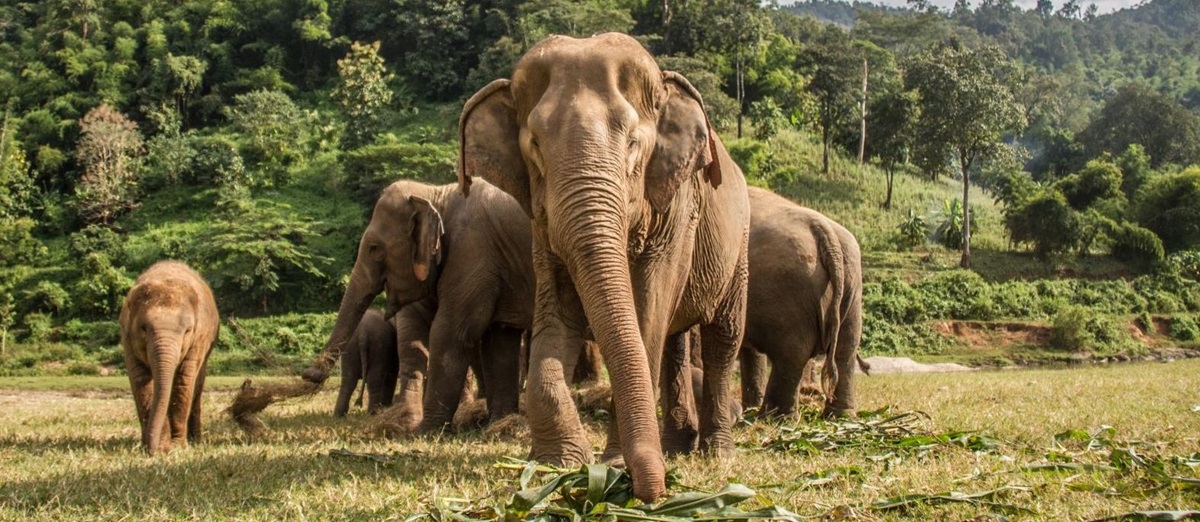 Asian elephant sanctuary in Laos