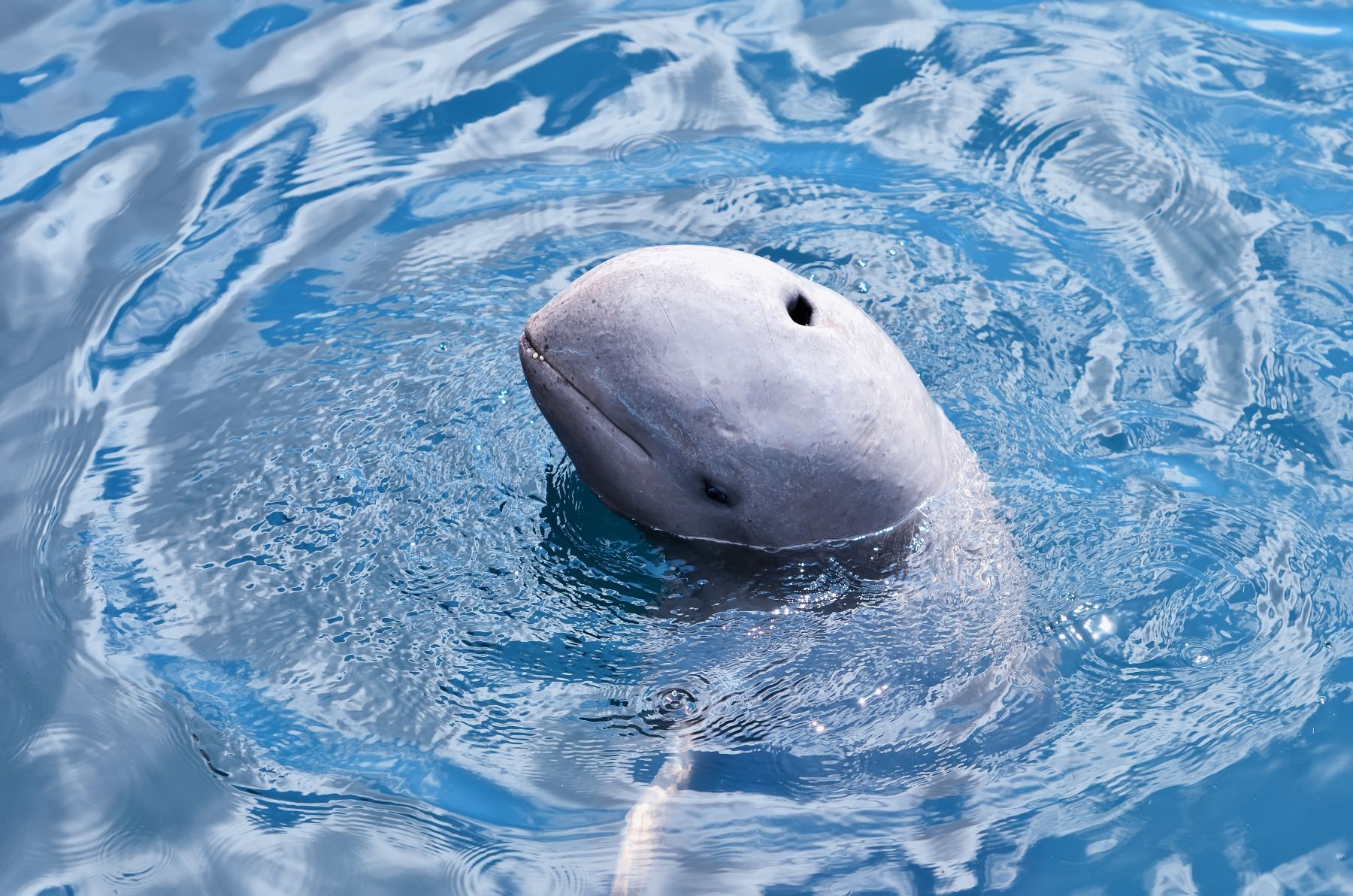 Irrawaddy dolphin spotted in the waters of Champasak Province