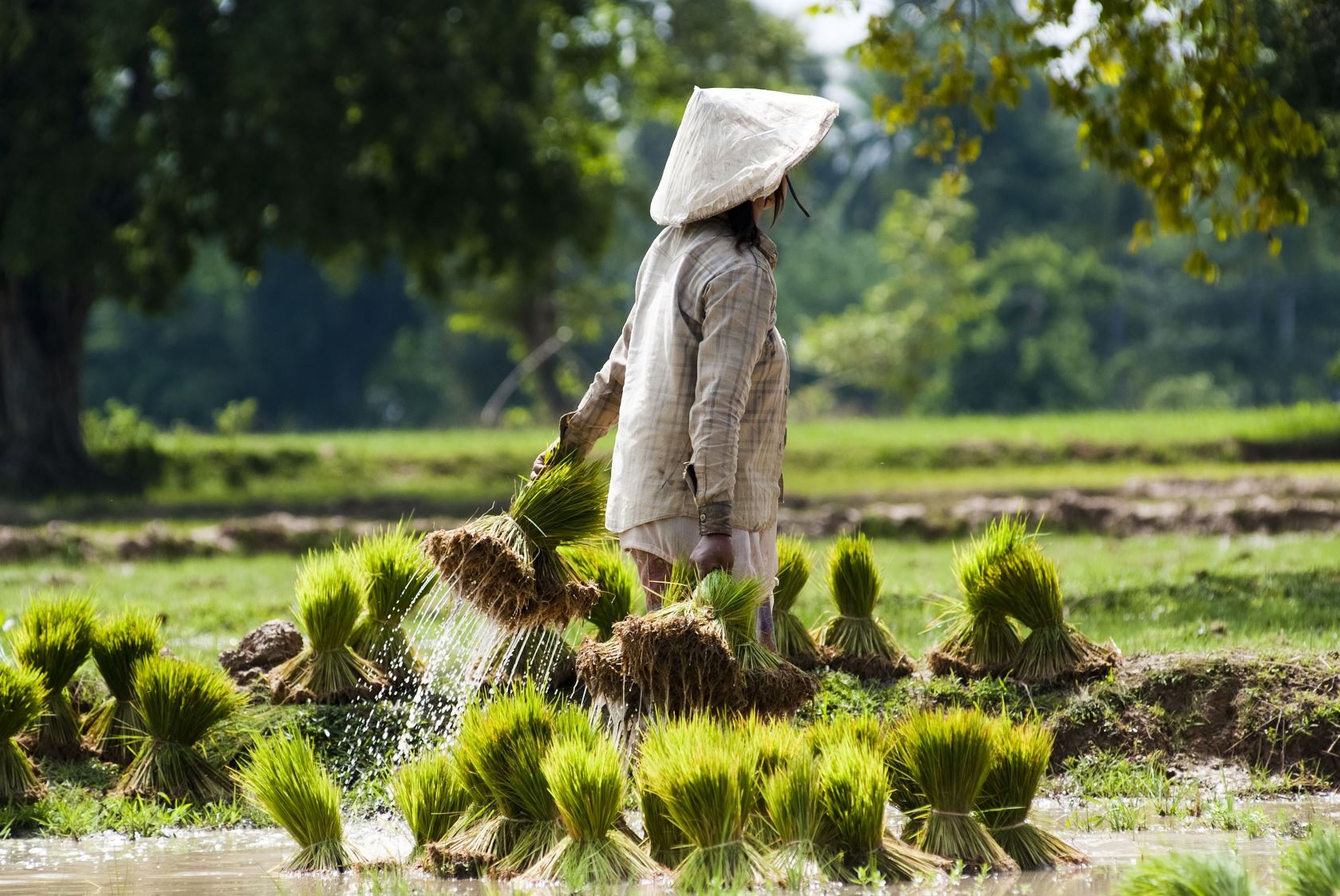 Rice farmer in Laos