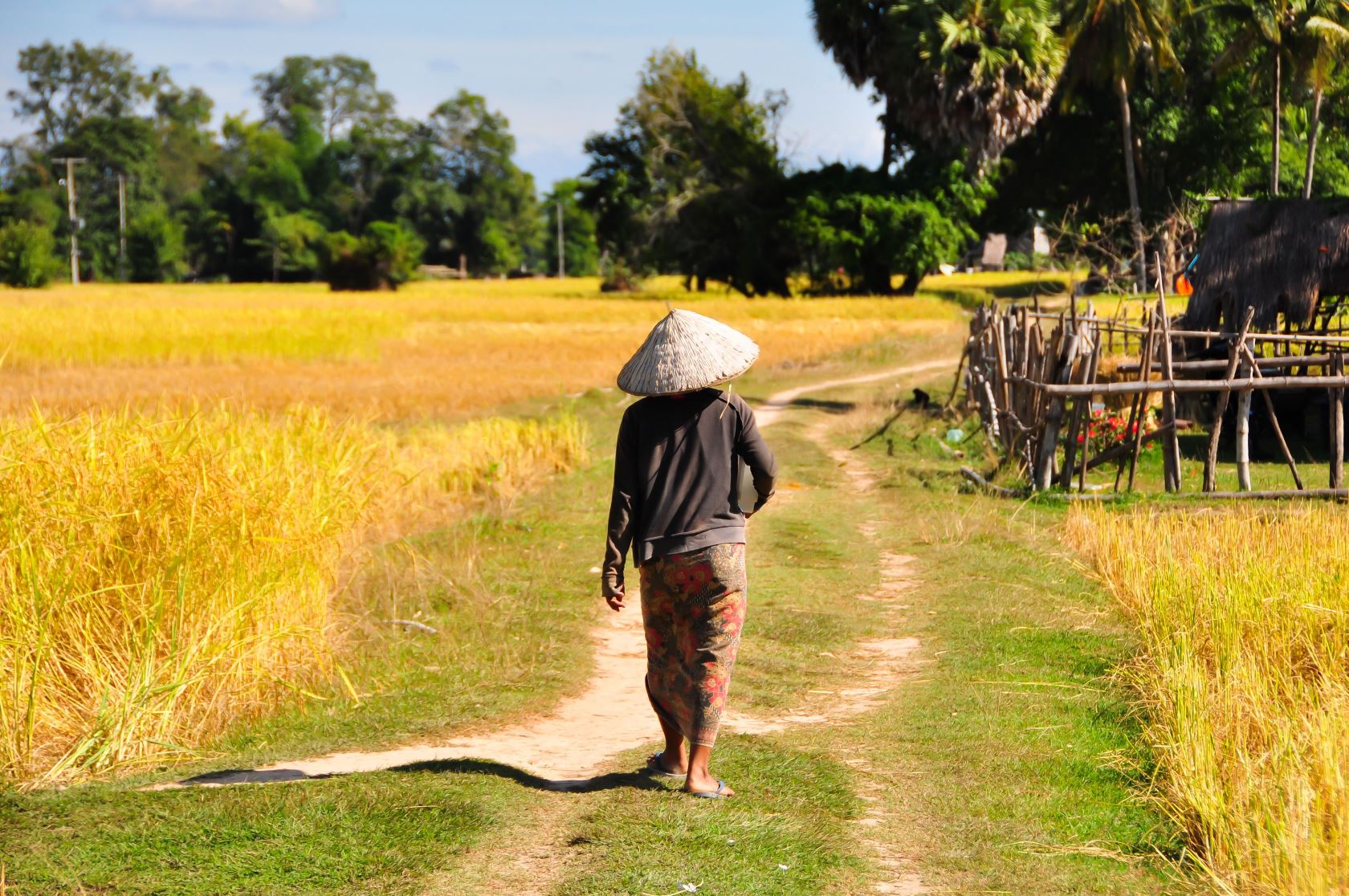 Rice fields at 4000 Islands, Laos