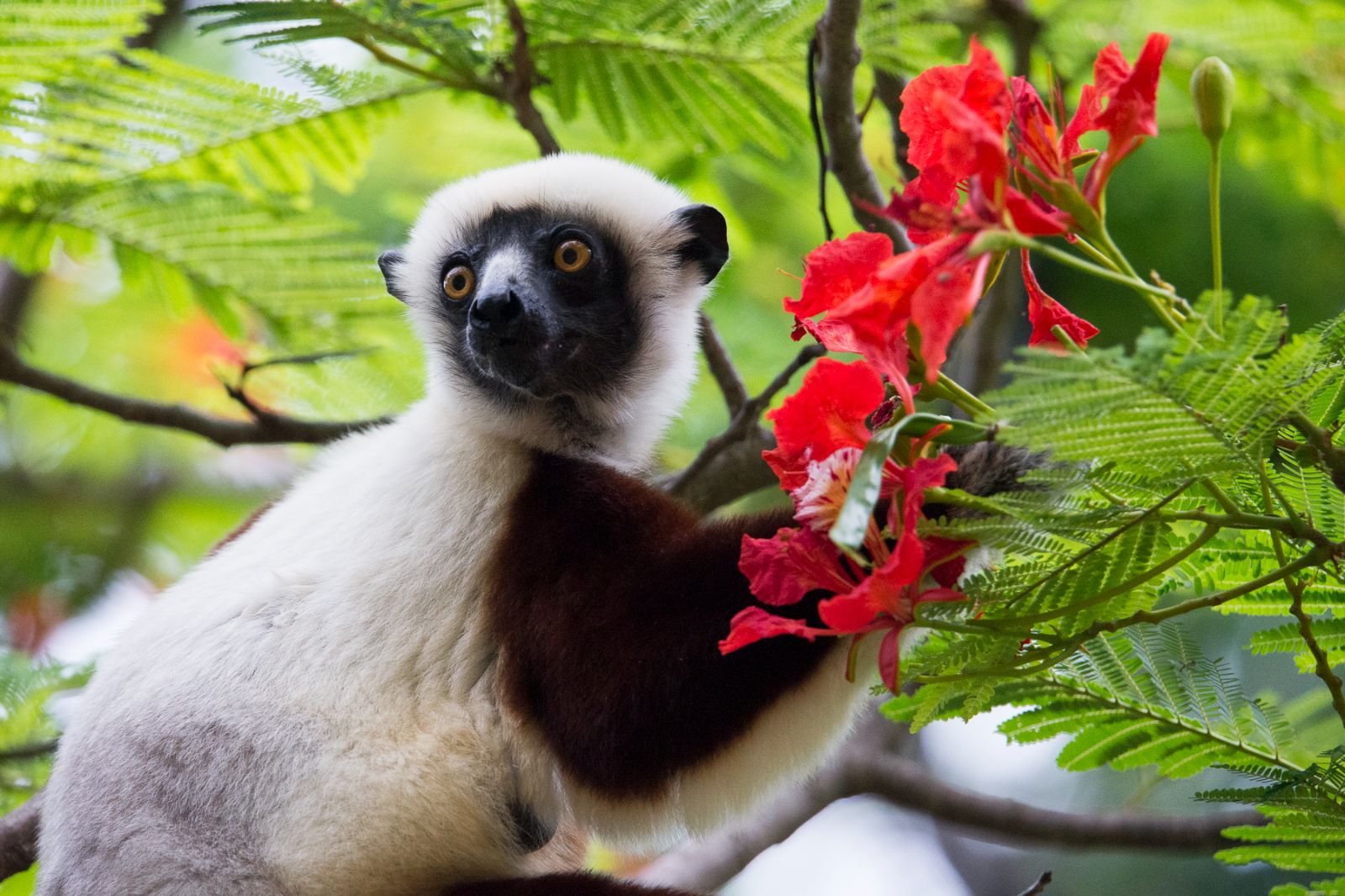 A lemur spotted on the grounds of Anjajavy L'Hotel in Madagascar