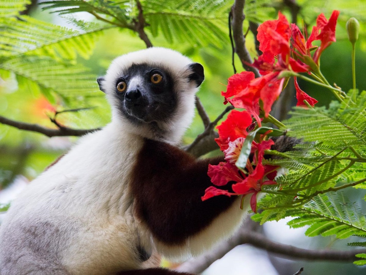 A lemur spotted on the grounds of Anjajavy L'Hotel in Madagascar