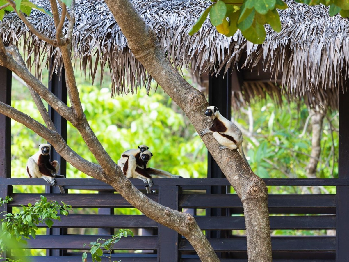 Sifakas spotted on the terrace of Anjajavy L'Hotel in Madagascar
