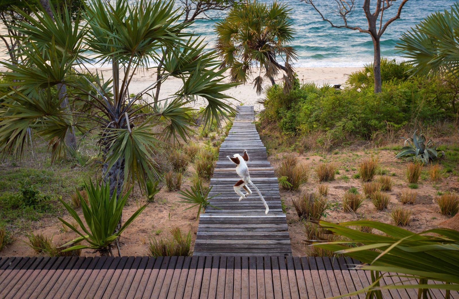 Lemur on the walkway at Anjajavy L'Hotel in Madagascar