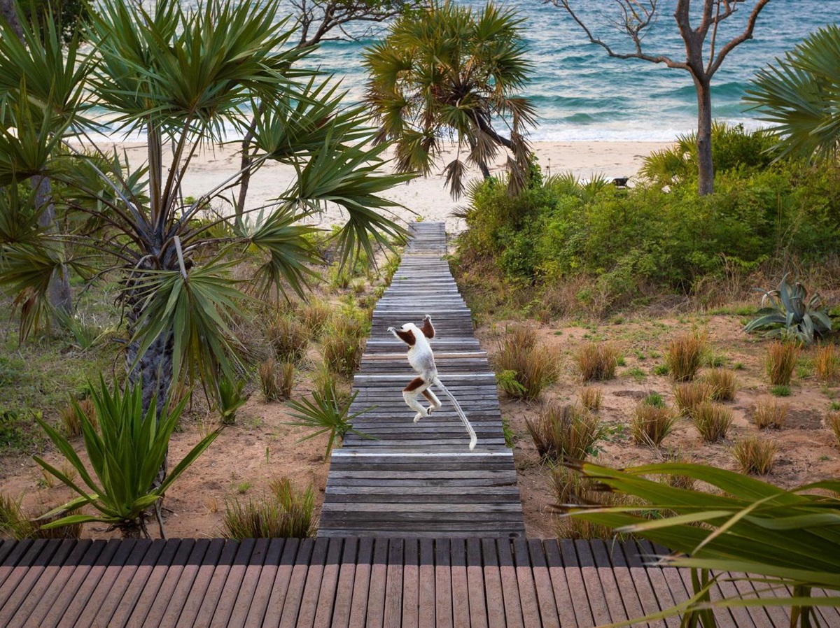 Lemur on the walkway at Anjajavy L'Hotel in Madagascar