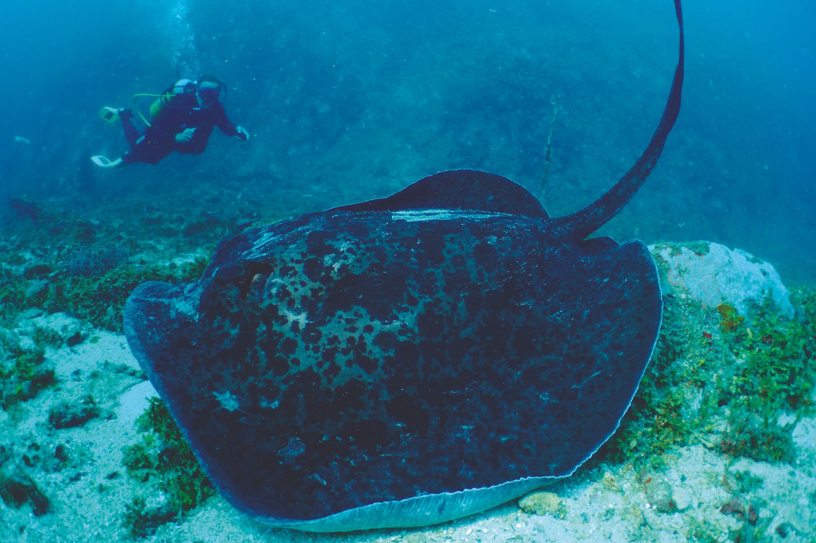 Scuba diver observing large manta ray the Constance Tsarabanjina in Madagascar